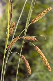 Image result for Carex angolensis