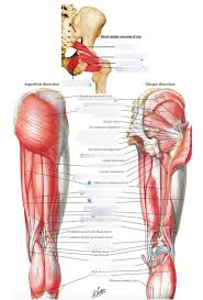 Your gluteal muscles are actually 3 distinct muscles that each play a different role and are activated to differing degrees based on your body position, exercise used, and its range of motion. Anat411 Posterior Thigh Gluteal Muscles Diagram Quizlet