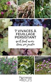 7 Plantes Vivaces A Feuillage Persistant Qu Il Faut Avoir Dans Son Jardin Jardin Jardinage Plant Feuillage Persistant Fleurs Vivaces Plein Soleil Vivaces