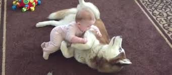 Anuncios de perros de todas las razas. Video De Un Perro Husky Siberiano Jugando Con Un Bebe