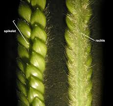 Image result for Eriochloa