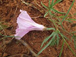 Image result for Ipomoea bolusiana