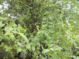 Simak daftar khasiat dari tanaman herbal satu ini dan kemudian anda buktikan sendiri. 7000 Gambar Daun Inai Untuk Kesehatan Gratis Gambar Id