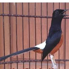 Akan tetapi pada umunya jenis dari burung murai batu tentunya baik itu di lihat dari warna motif ekor, gaya bertarung hingga postur tubuhnya. Murai Batu Harga Terbaik Agustus 2021 Shopee Indonesia