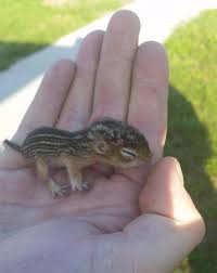 You can catch a glimpse of siberian flying squirrels in russia, china, and other northern areas of asia and. 260 Baby Squirrels Ideas Baby Squirrel Squirrel Squirrel Pictures