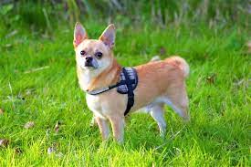 Facts About Chihuahuas
