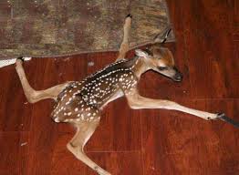 What are you waiting for? A Real Deer Rug Dwayne Gillispie S Blog