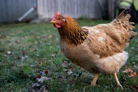 125 Cute And Funny Chicken Names Animal Hype Find the best free stock images about funny chicken. 125 cute and funny chicken names