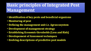 Ipm programs use current, comprehensive information on the life cycles of pests and their interaction with the environment. Principles Of Insect Pest Management