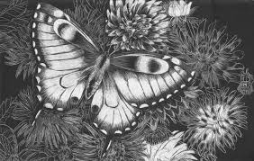 Scratchboard Butterfly Scratchboard Butterfly Scratchboard Scratchboard Art