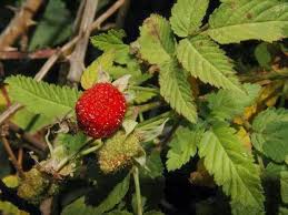 Image result for Rubus rosifolius