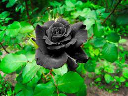وردة سوداء اللون نادرة تنمو في قرية هالفيتي في تركيا black rose flower rose seeds rose bush seeds