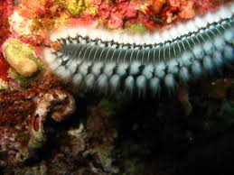 Image result for Polychaeta spp.