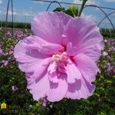Image result for Hibiscus syriacus ´Pink Chiffon