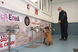 A major cause of lung damage in cystic fibrosis (cf) is infection with bacterial pathogens, the most prevalent of which is. Specially Trained Dogs Can Detect People With Covid 19 Just By Sniffing Their Armpits Study Finds Daily Mail Online
