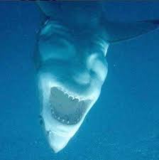 Check spelling or type a new query. This Is A Great White Shark Upside Down Lsd