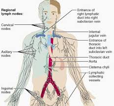 Bone science human health diagram anchor chart thorax skeleton human body. 30 Anatomy Thorax Ideas Anatomy Thorax Anatomy And Physiology