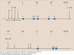 the hemoglobinopathies the online metabolic and molecular