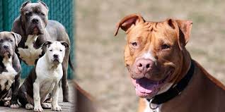 Difference between white pitbull and other pitbull. Pit Bull Dog Breed Information Inside Dogs World