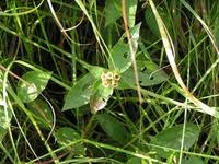 Image result for Dissotis swynnertonii