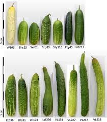 Image result for Cucumis kalahariensis