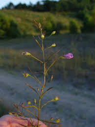 Image result for Geigeria filifolia