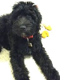 Black And Tan Labradoodle Baby Whoodle Wheaten Terrier Standard Poodle Cute Dogs Whoodle Puppy Dog Breed Gift