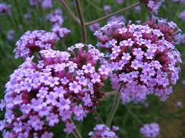 Genus verbena can be annuals details 'lollipop' is a dwarf cultivar with a height and spread of 60cm. Verbena Bonariensis Lollipop Herbaceous Perennials Boyne Garden Centre