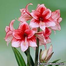 Charisma Amaryllis Bulb Amaryllis Bulbs Amaryllis Flowers Amaryllis