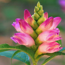 Image result for Tinnea coerulea