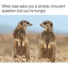 Im Sorry For What I Said When I Was Hungry Full I M Sorry For What I Said Or How I Acted When I Was Hungry Djur Animales