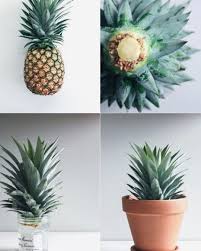 Instagram Photo By Www Kidsdinge Com Jul 23 2016 At 8 29pm Utc Plants Pineapple Planting Trendy Plants
