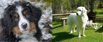 Lancaster puppies ® is a federally registered trademark owned by online advertising, llc. Introducing Great Pyrenees Bernese Mountain Dog Mix