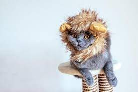 Disney Namen Fur Katzen Uber 30 Die Beruhmtesten Katzen Beruhmteste Katzenname Razas De Gatos Nombres De Personajes Adopcion De Gato
