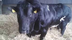 Year after year belgian blue breeders of saskatchewan have exhibited their belgian blues at agribition, but this year it has been special and their efforts paid off. Pedigree Stock Bull Belgian Blue Prime Irish Beef Youtube