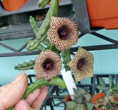 Image result for Huernia hislopii