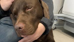 Eier trennen und das eiweiß steif schlagen. Hund Paul Stirbt An Kuchen Weil Dieser Sussstoff Fur Hunde Giftig Ist