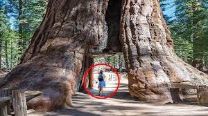 The biggest trees in the world are dying off rapidly as roads, farms and settlements fragment forests and trees come under prolonged attack from severe droughts and new pests and diseases. Top 5 Tallest Trees Ever Found Youtube