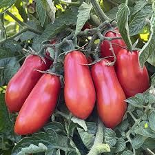 Image result for tomato San Marzano