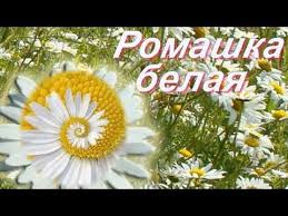 любимые песни ссср золотые хиты 70 80 скачать бесплатно Youtube Pesni Muzyka Den Rozhdeniya