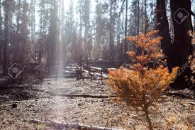 Uma Pequena árvore De Peles Que Foi Morta Pelo Calor De Um Incêndio  Florestal Está Com Agulhas Vermelhas Acesas Pelo Sol Da Tarde Através Das  árvores Queimadas Ao Redor. Fotos, Retratos, Imágenes