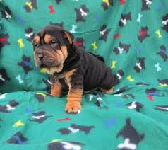Black And Tan Puppies Black And Tan Pointed Shar Pei Shar Pei Puppies Shar Pei Dog Wrinkle Dogs