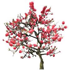 20 Free Tree Png Images Cherry Blossoms Imagens De Flores Arvore Png Flor De Cerejeira