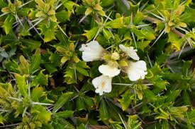 Image result for Blepharis dunensis