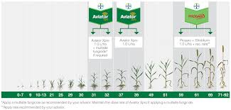 Wheat Disease Watch Bayer Crop Science Nz
