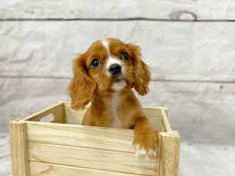 You will find dogs for sale and puppies for adoption in our listings. Cavalier King Charles Spaniel Puppies Petland Grove City Oh