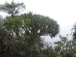 Image result for Dendrosenecio erici-rosenii