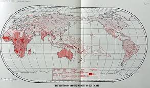 Human Skin Color Wikipedia