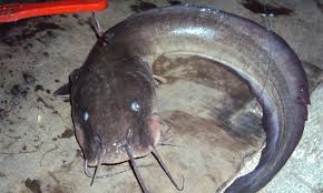 Untuk para pemancing tentu saja ikan sembilang ini sudah sangat tenar dan terkenal. Ketahui Beza Ketara Ikan Keli Ikan Sembilang Umpan