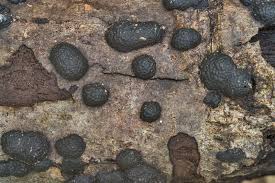 Image result for Hypoxylon multiforme